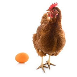 تخم نطفه دار مرغ محلی