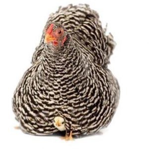 فروش تخم نطفه دار مرغ پلیموت راک