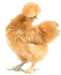 فروش تخم نطفه دار مرغ ابریشمی