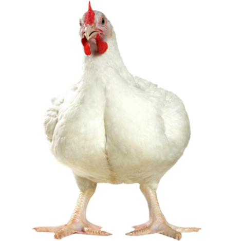 تخم نطفه دار مرغ گوشتی