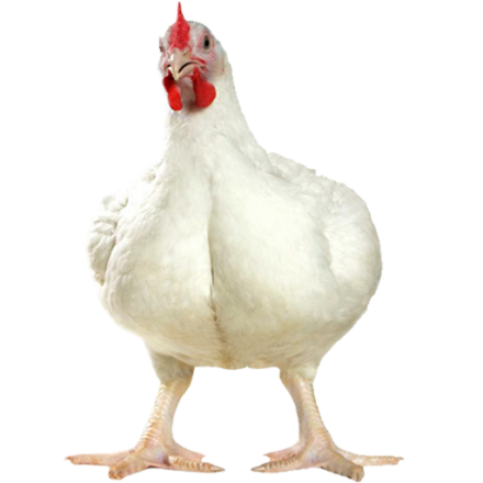 فروش تخم نطفه دار مرغ راس گوشتی