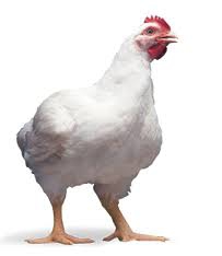 فروش تخم نطفه دار مرغ راس گوشتی